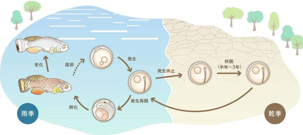 魚のライフサイクルと休眠卵