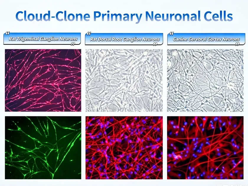 Cloud-Clone 初代ニューロン細胞