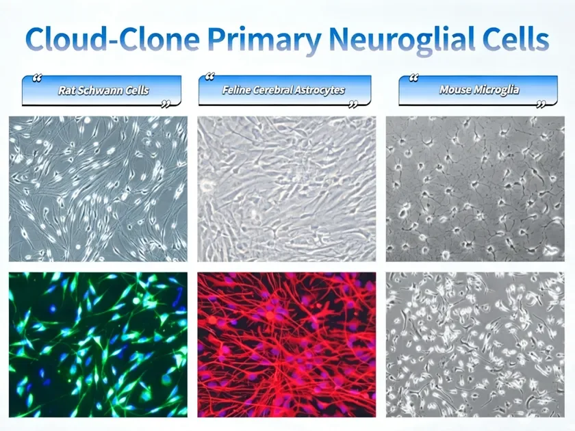 Cloud-Clone 初代神経グリア細胞