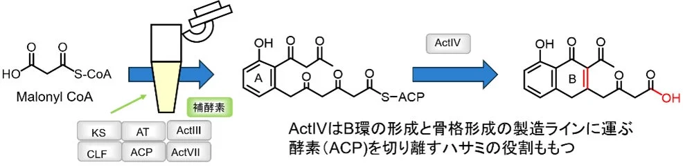 生合成経路図1