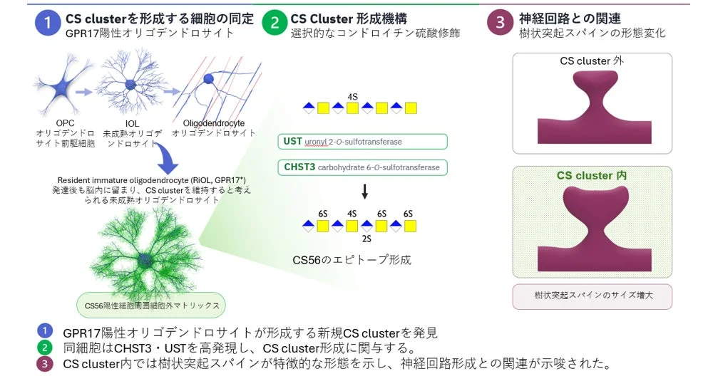 GPR17陽性オリゴデンドロサイトによるCS cluster形成の概要