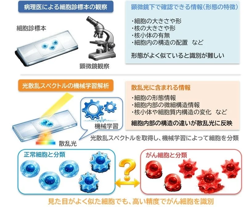病理医による従来の顕微鏡観察と、光散乱スペクトルと機械学習を用いたがん細胞の新たな識別方法を比較