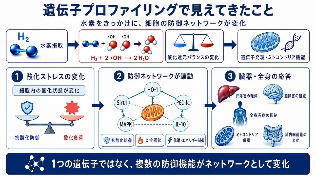 水素の作用メカニズム 3段階仮説