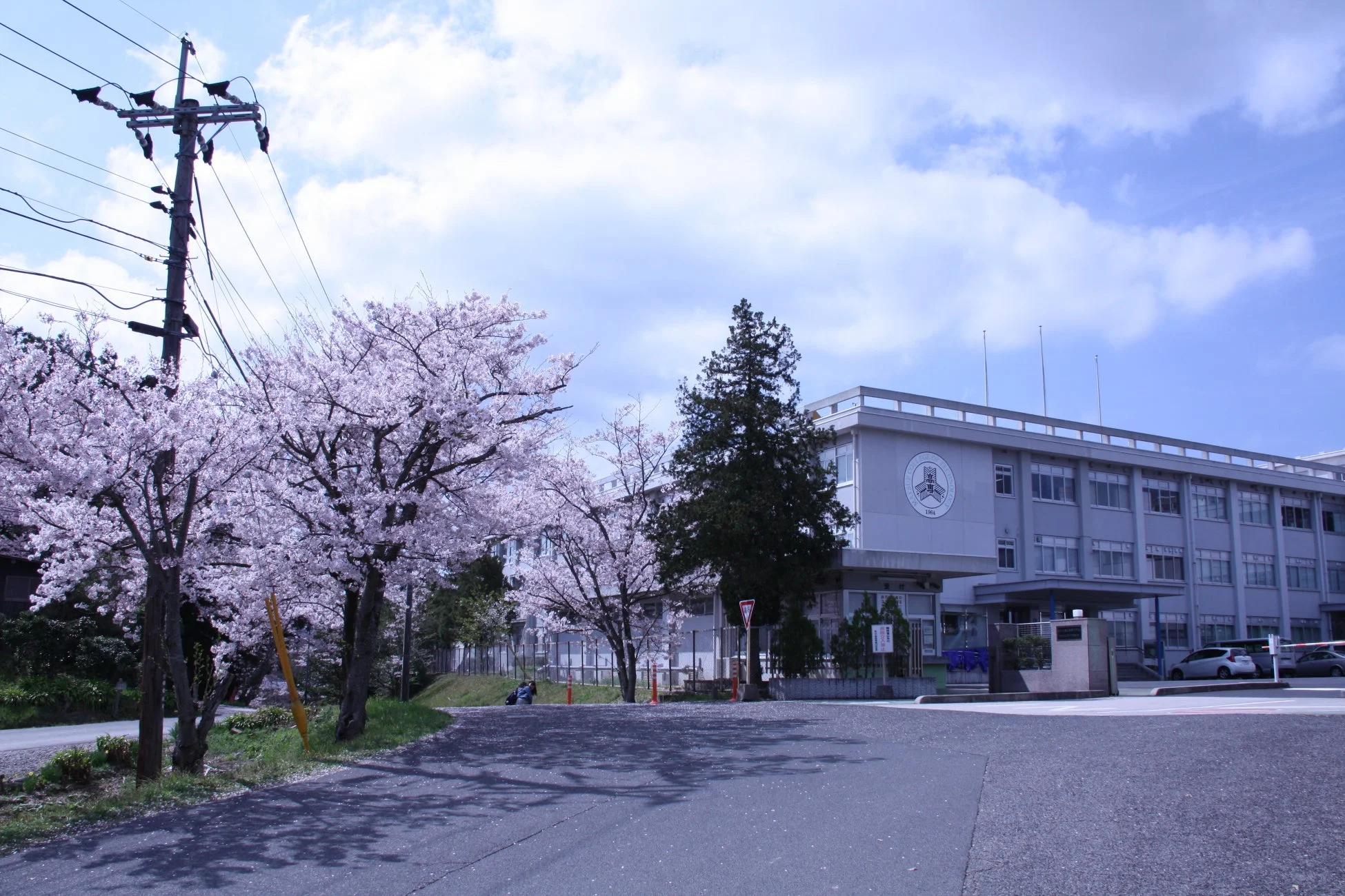 桜、学校、春、建物、青空、日本の風景、満開、電柱、道路
