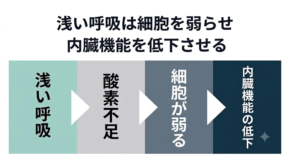 浅い呼吸は細胞を弱らせ内臓機能を低下させる