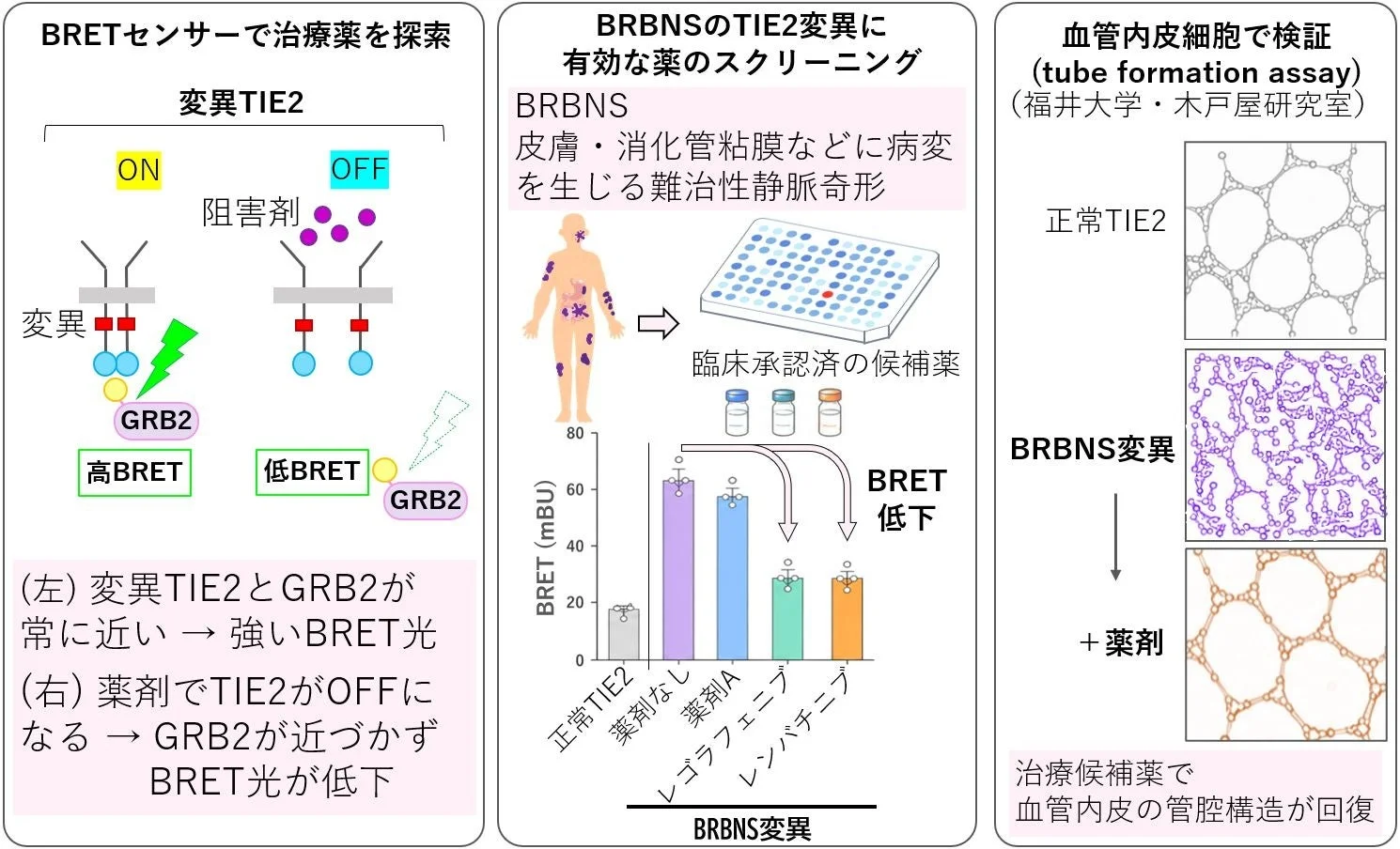 BRETセンサーでの治療薬探索