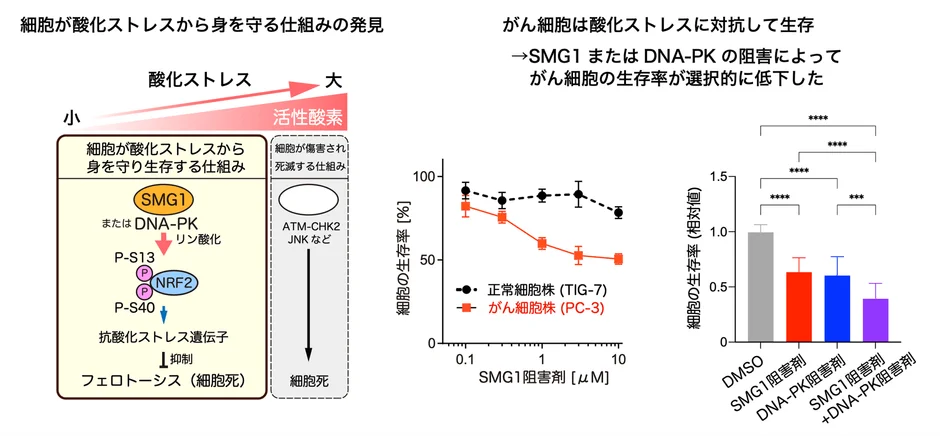 細胞が酸化ストレスから身を守る仕組みの発見とがん細胞への阻害剤の効果