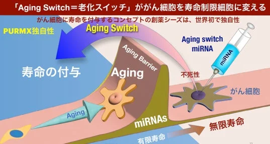 老化スイッチががん細胞を寿命制限細胞に変える概念図