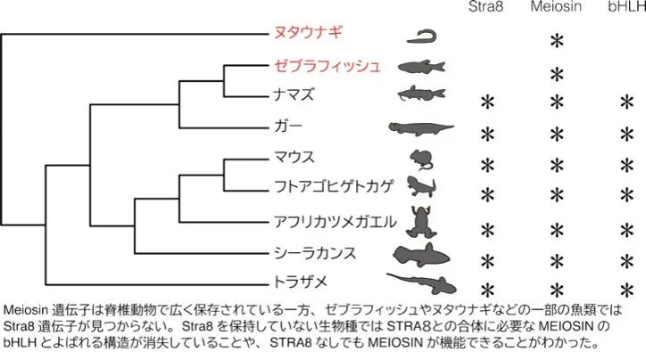 遺伝子スイッチの進化