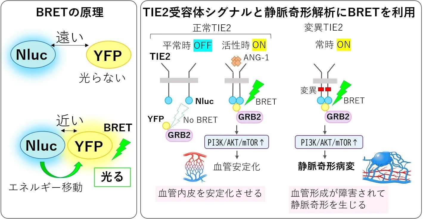 BRETの原理とTIE2受容体シグナル