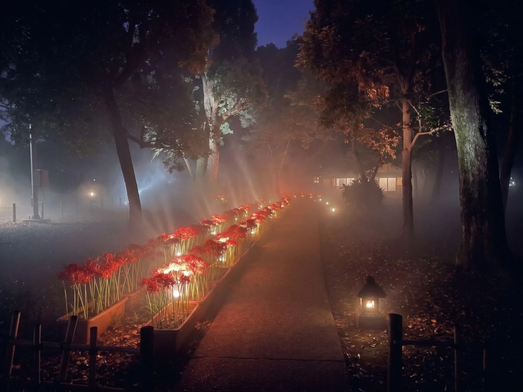 彼岸花 曼珠沙華 赤い花 夜景