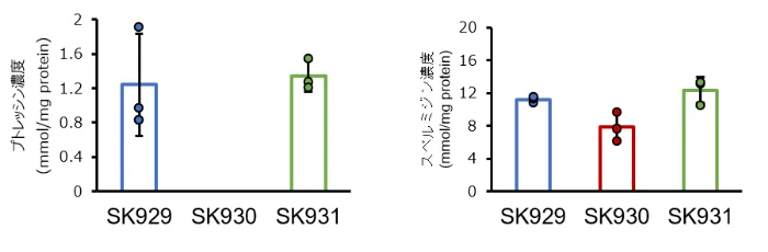 プトレッシン濃度とスペルミジン濃度の比較棒グラフ