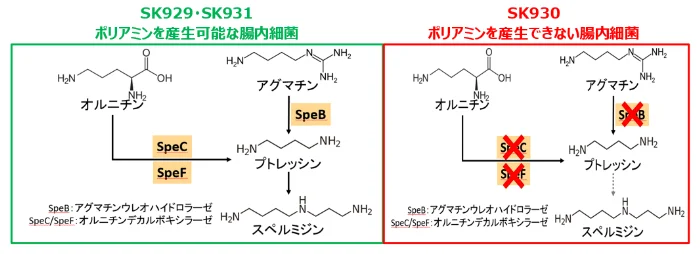 ポリアミン生産能を持つ腸内細菌と持たない腸内細菌のポリアミン生合成経路比較図