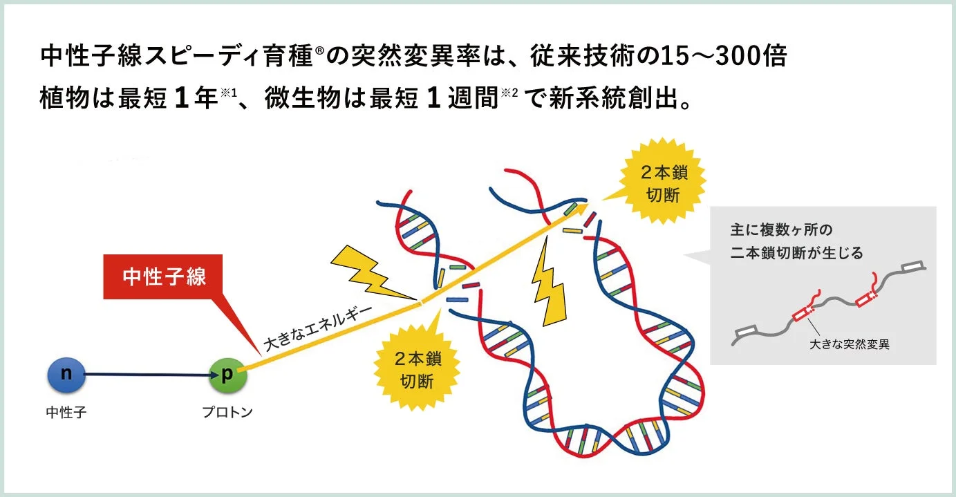中性子線スピーディ育種®のメカニズムを示す図