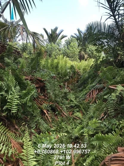 熱帯植物とGPS情報