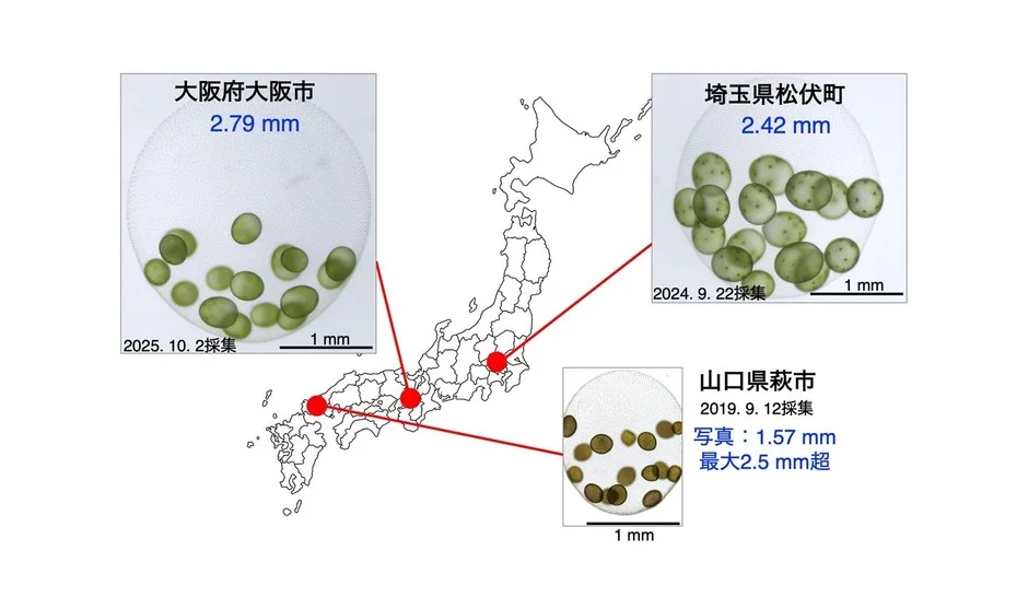 日本各地での採集記録とサイズ比較