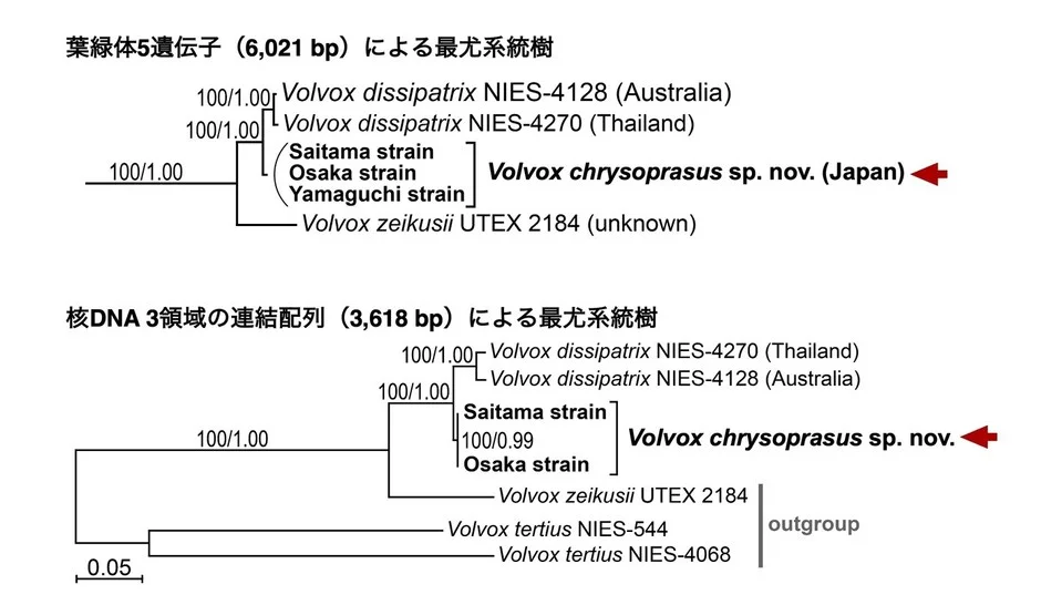分子系統解析結果